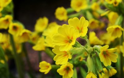 Tavaszi kankalin – Primula veris L. (Huds.)